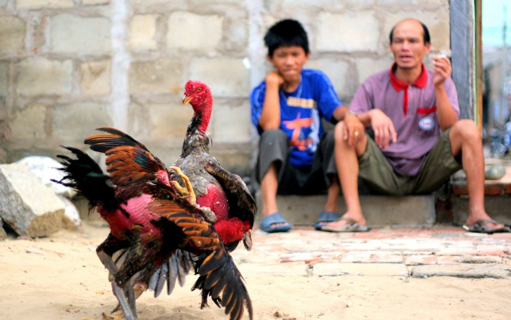 Gà đá gà chọi và cách thức gà chiến đỉnh cao tại Việt Nam