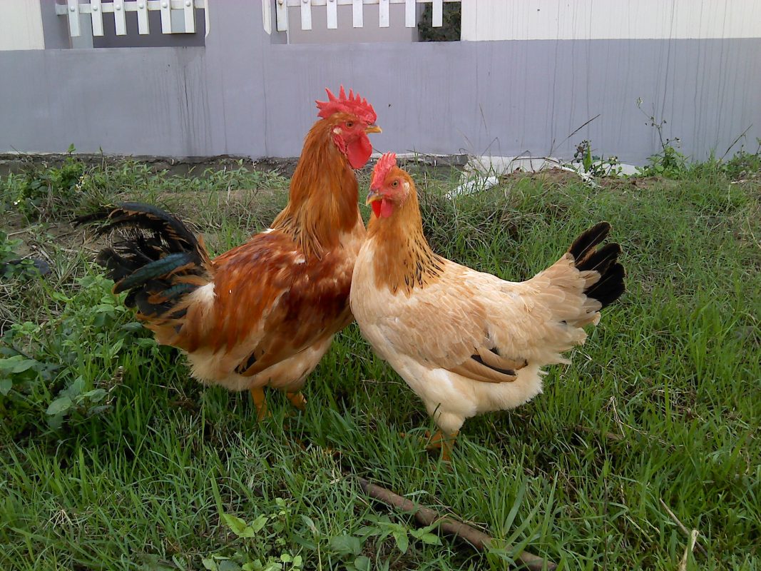 Giống gà thả vườn gà ri ,gà Việt Nam nội địa (Nguồn hình: ydvn.net)